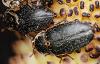 Dermestes sp.